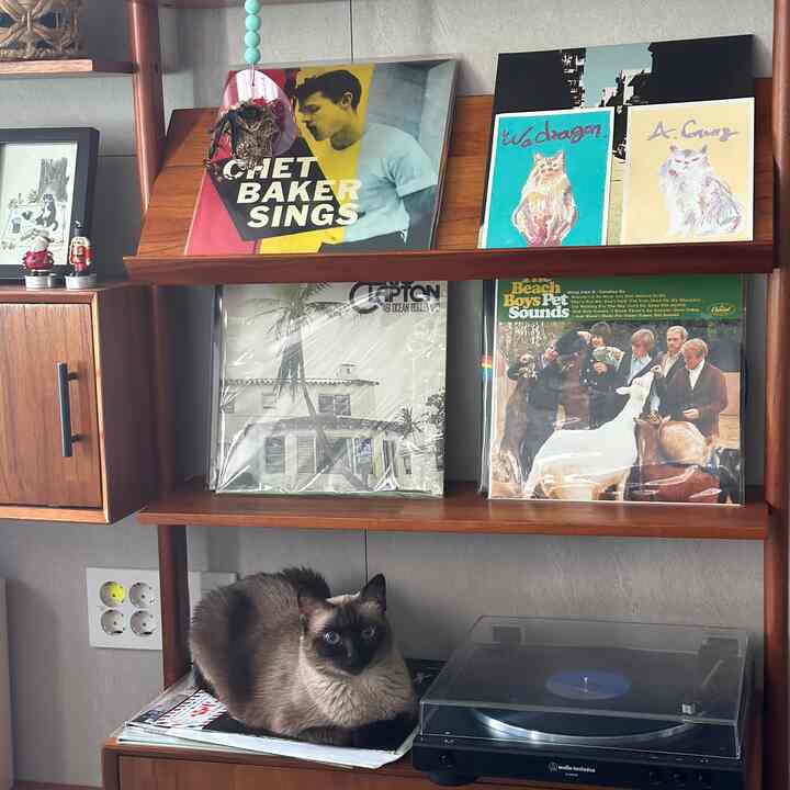 Living room space with wooden shelves holding vinyl records and an Audio-Technica turntable; a Siamese cat sits on the shelf.
