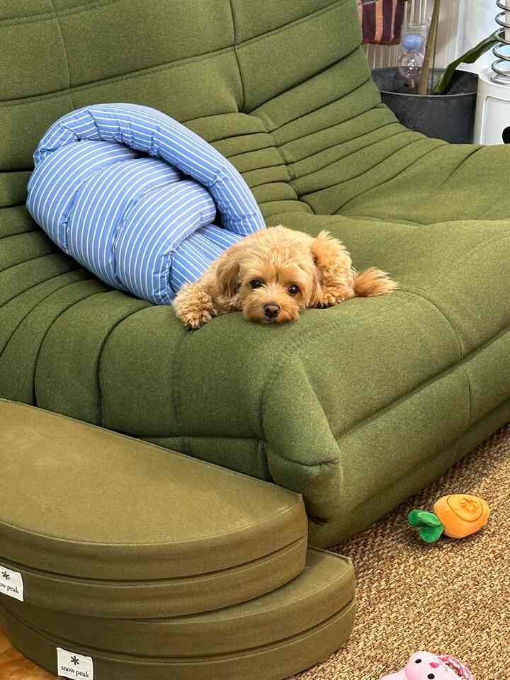 おやすみね
#リビング
#トーゴソファ