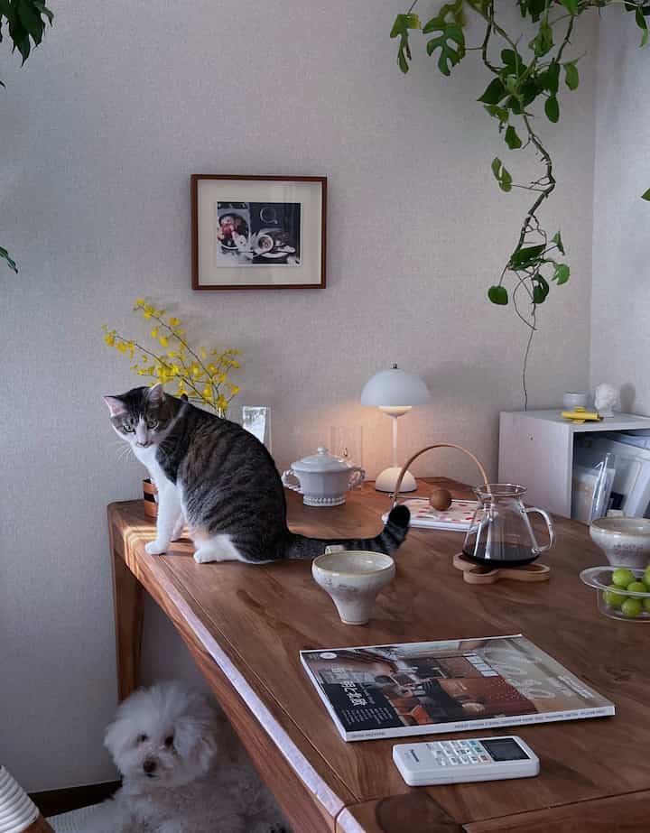 普段の雑多なテーブルフォト。
そろそろ冬支度を始めなければ。

#犬と猫のいる暮らし #犬と猫 #犬と猫のいる生活 #猫とインテリア #猫と暮らす #猫のいる暮らし #猫インテリア #猫と家 #猫のいる生活 #テーブルフォト #テーブル周り #テーブルインテリア #テーブルウェア #ダイニングインテリア #ダイニングスペース 

