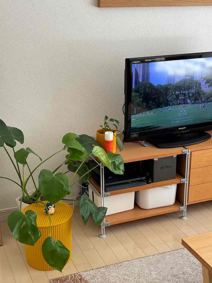 黄色のプランターと木目調家具が配置された1Kのリビング、自然な雰囲気で落ち着いた空間