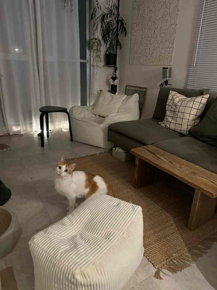 Natural toned living room featuring dark gray sofa, white bean bag chair, a cat, and wooden coffee table creating a cozy atmosphere