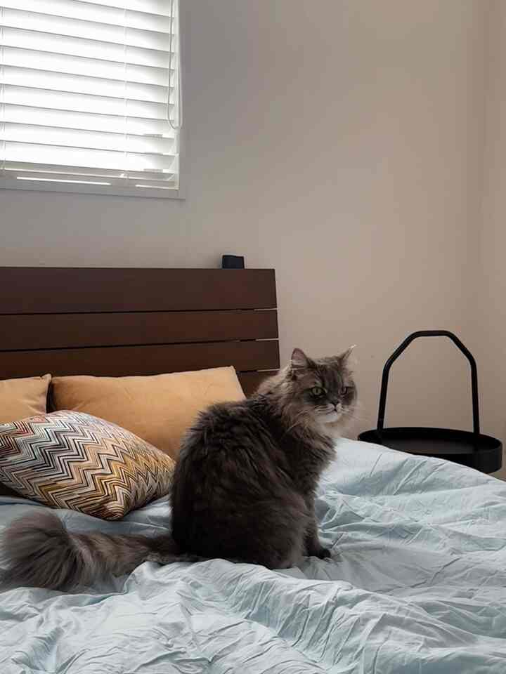 A tranquil bedroom with light blue bedding and brown wooden headboard, featuring a cat sitting on the bed