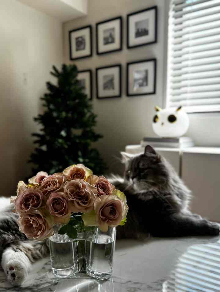 白を基調としたリビング、中央に自然な色合いのバラの花瓶が置かれ、右側にはくつろぐ猫がいる、落ち着いた雰囲気のインテリア