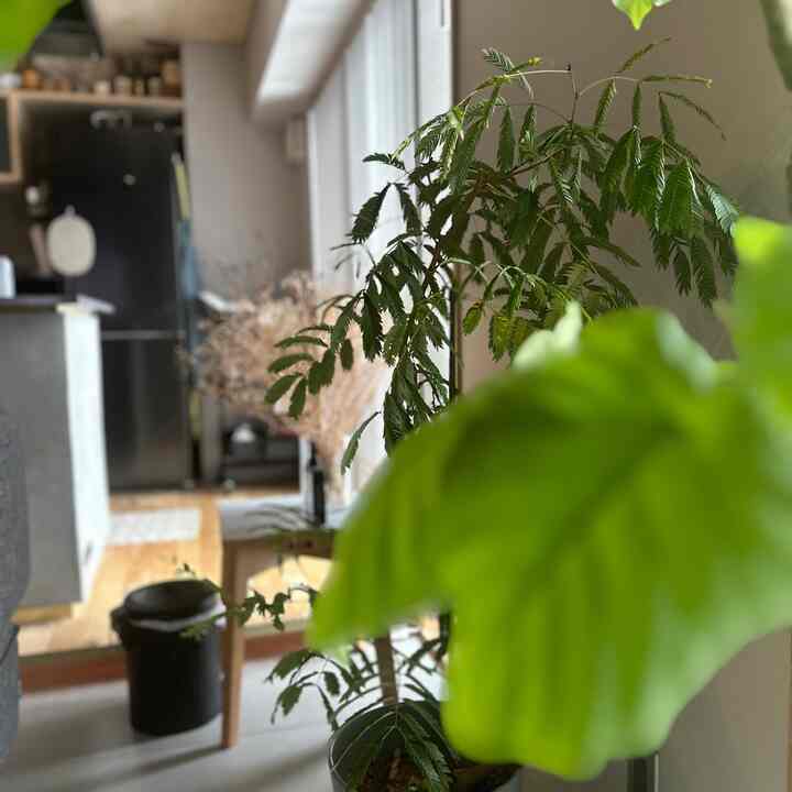 ウンベラータちょっとみないうちにめちゃくちゃおっきくなった🌱
陽の入り方が好きな家

#リビング
#ウンベラータ
#beams