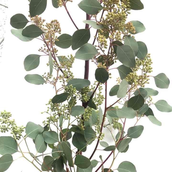 エダモノユーカリポポラスベリー