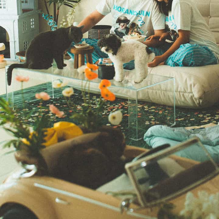 ベージュのソファと透明なアクリルテーブルが配置されたリビング、猫と犬がくつろぐ自然な雰囲気のある空間