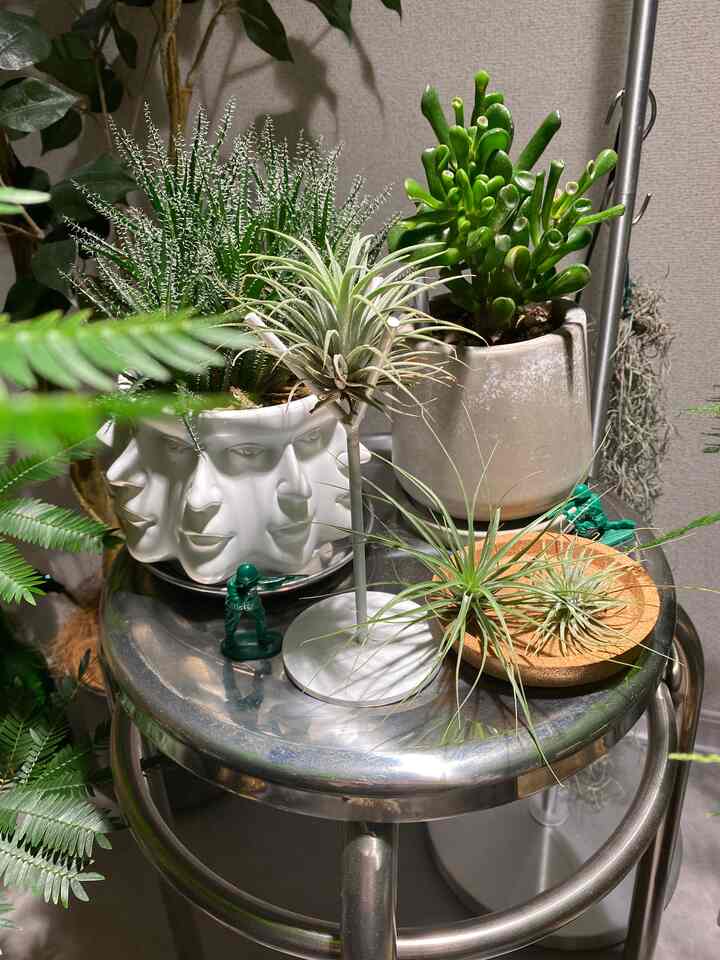 Green and white toned corner space featuring various succulent plants and air plants arranged on a metallic stool, creating a cozy natural atmosphere