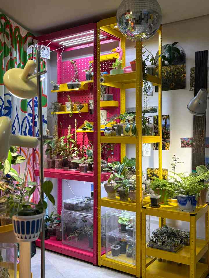 明るい黄色とピンクの鉄製棚に多様な植物が並ぶカラフルな室内庭園スペース