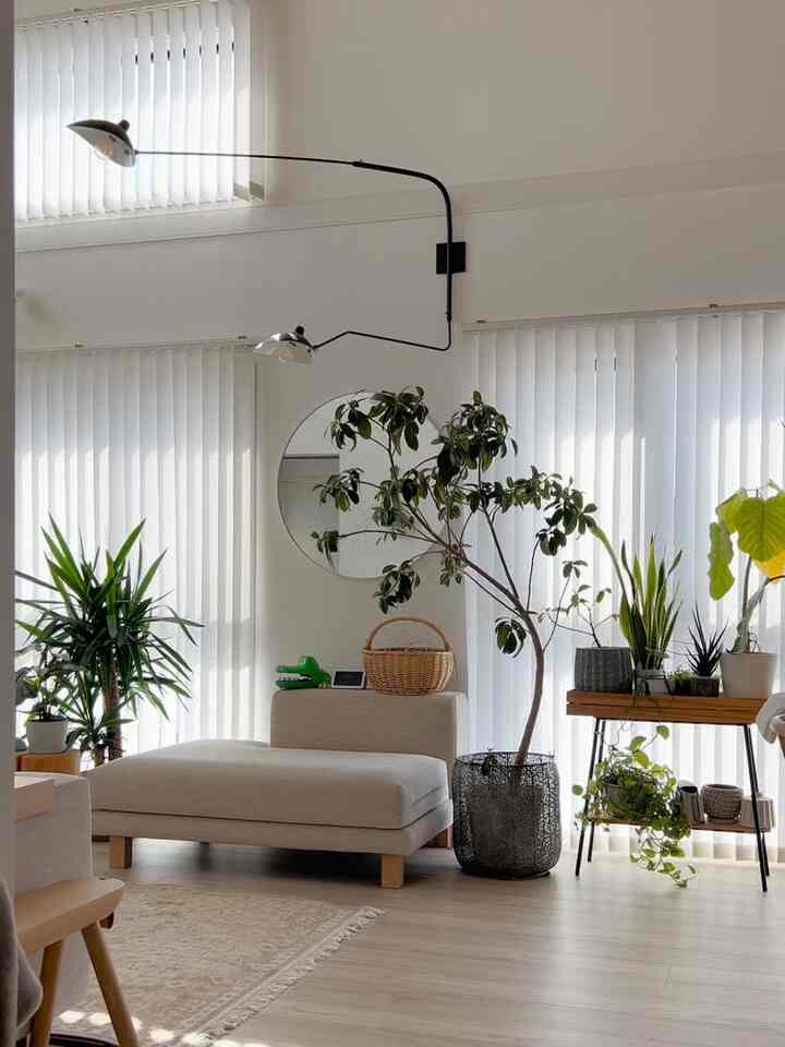 #リビング  #リビング植物  #リビングインテリア  