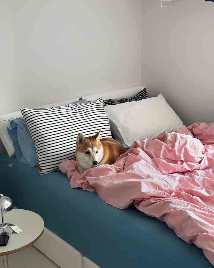 ピンクの掛け布団カバーと青いマットレスの上に犬が横たわる、シンプルでナチュラルな寝室のインテリア