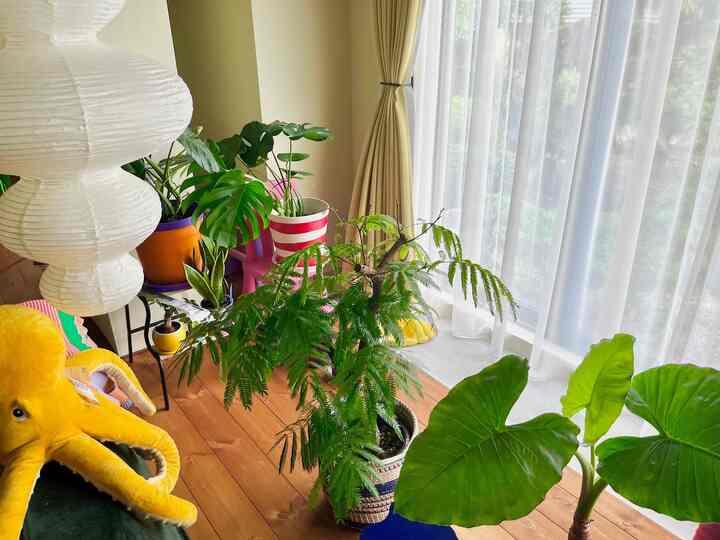 #リビング #リビング植物 #リビングインテリア #ソファ #観葉植物 #モンステラ #ペーパーシェードランプ #カラフル #カラフルインテリア #カラフルなインテリア #ミッドセンチュリー #リノベーション #リノベ #ディスプレイラック  #IKEA