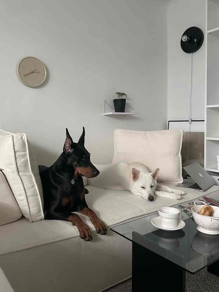 White-toned living room space featuring a white and black dog resting on a sofa, with a glass coffee table and wall clock in a modern setting