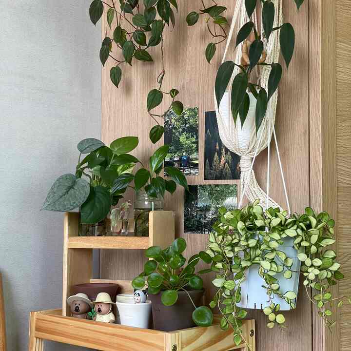ベッドの横にある小さな植物空間🪴

私は空白なしでいっぱいに見えるジャングルが好きです😅

#植物 #ガーデニング 