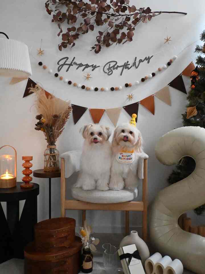 Beige-toned living room featuring two dogs seated on an armchair with birthday party decorations creating a cozy atmosphere