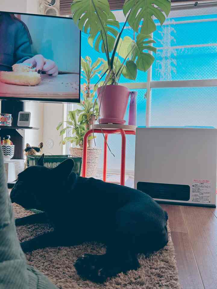 明るい自然光が差し込むリビング、黒い犬と赤いスツール、多様な植物が調和した居心地の良い空間