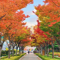 🌿🍁🍂
가을색으로 이쁘게 물들어가고 있는 집 근처 공원.
근데 공원의 은행나무들은 아직 초록이었다.
1-2주 뒤에 가면 더 많은 노랑을 볼 수 있을듯 :)
#사계절일기 #봄 #여름
#일상 #콘수프기록 #맞팔 #맞팔해요
#오늘의가든 #가을 #풍경 #가을맞이 #단풍 #꽃
#ftc10기이야기 #콘수프기록집