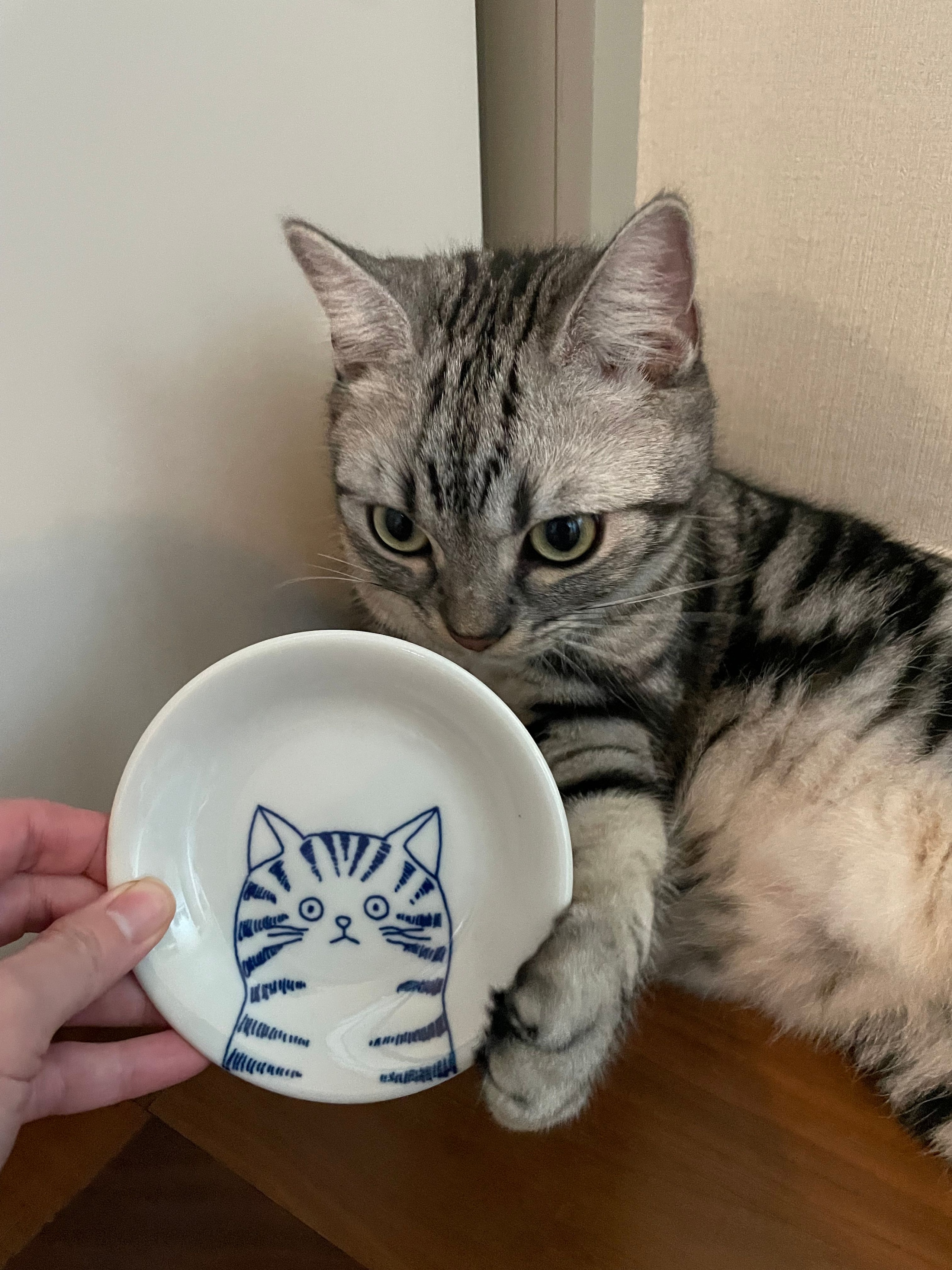 Cat Illustration Porcelain Dish Set – 5 Piece user photo