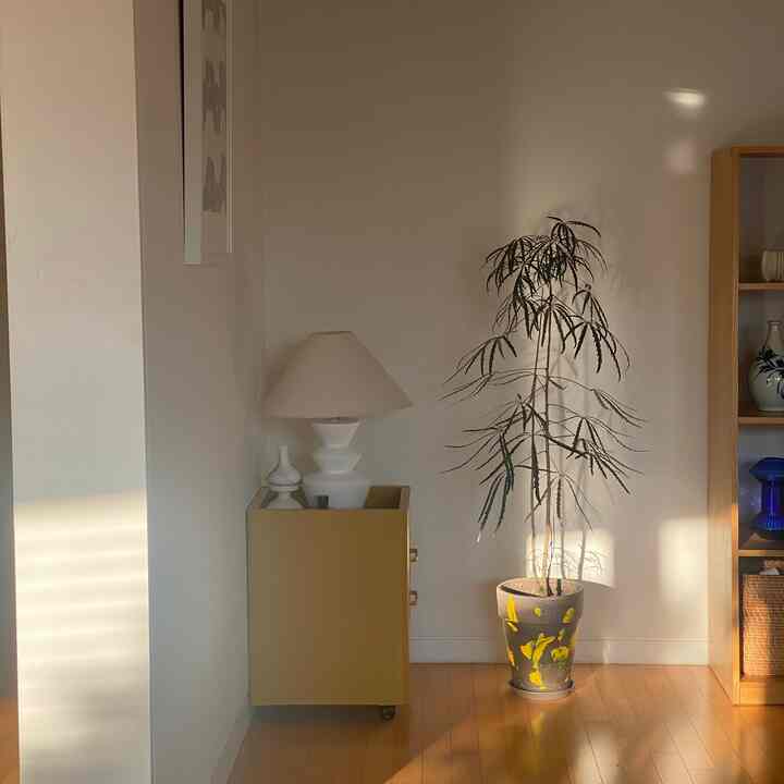 Beige-toned living room corner featuring a yellow storage unit, tall plant, and beige lamp in a minimal natural setting