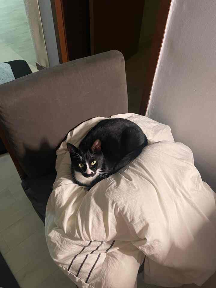 ダークグレーのアームチェアに白い掛け布団が敷かれ、その上に黒い猫が静かに座っている落ち着いた空間