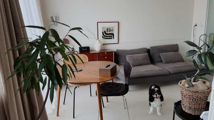 白を基調としたリビング、グレーのソファと木目調のダイニングテーブル、犬がいるナチュラルでシンプルな雰囲気の空間