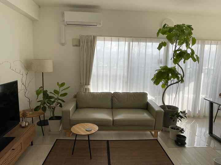 #フィカスウンベラータ
#フィカスアルティシマ
#雲龍柳
#植物のある暮らし
#リビング
#北欧インテリア
#ソファー
#フロアライト
