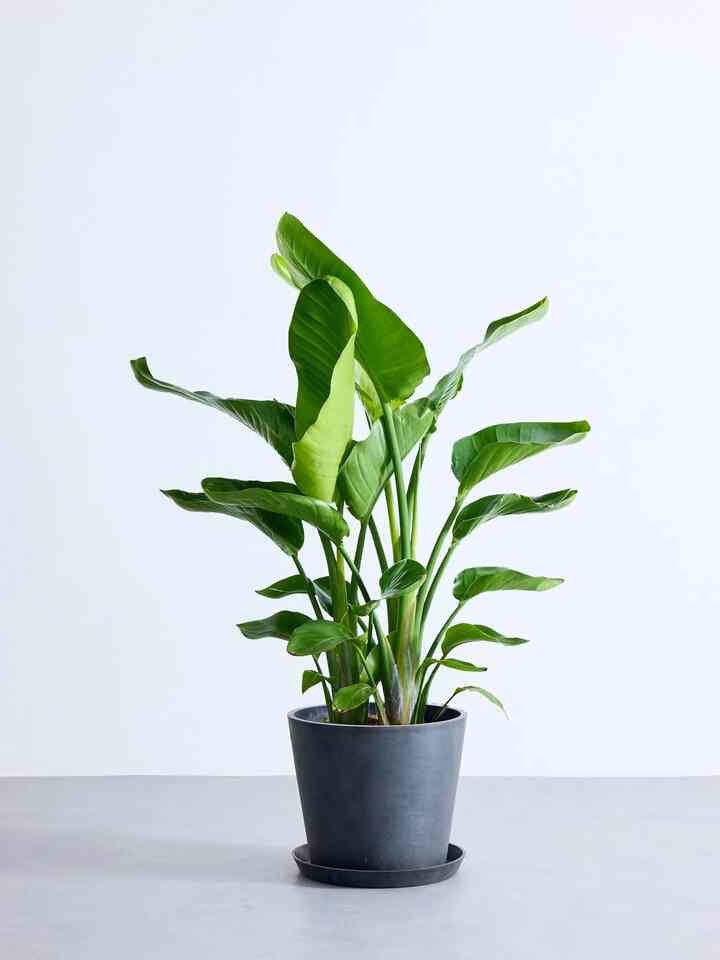 ストレリチア オーガスタ L