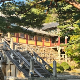 #경주 #경주여행 #불국사
한 25년쯤 전에 가보고
처음 가본 불국사
곳곳에 단풍이 들어있어서 더 예쁘고
기억이 새록새록 나기도 해서
“이 자리에서 모든 사람들이 사진 찍은거 기억나지?”
이러면서 옛날옛적 얘기도 나눌 수 있었어요🤣
오후 4시 넘어서니
노란 햇빛이 들어와서 더 예쁘더라구요
다만 지금 대웅전이 공사중이라
좀 어수선해요🥹
그래도 오랜만에 가봐서 좋았어요!!
무교인이지만 절에 가면
부처님께 살짝 소원은 빌고 오지요ㅋㅋ
가족의 안녕과
어수선한 나라의 안녕을 빌고 왔네요🙏🏻
단풍이 많이 들진 않았지만
예뻐서 올려봅니다
#여행 #가을여행 #가을 #단풍 #나가놀아요
