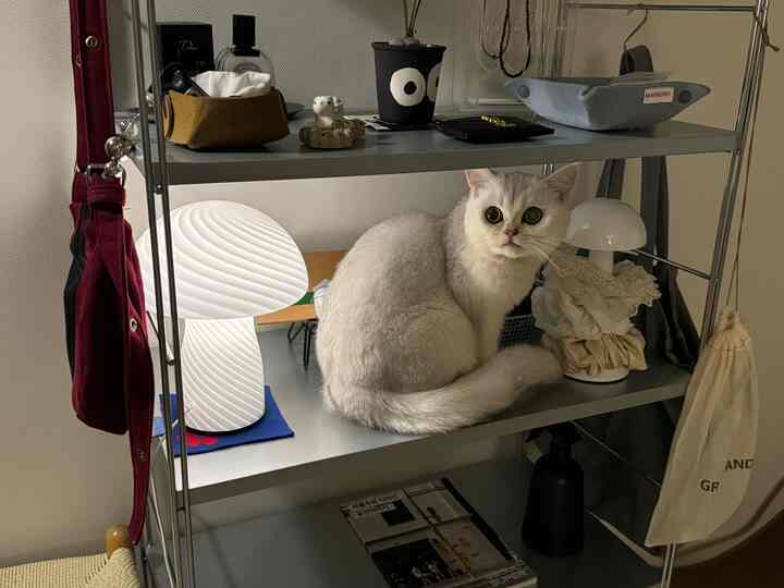 グレーのスチール棚に白い猫とテーブルランプが配置されたミニマルで雰囲気のあるインテリア