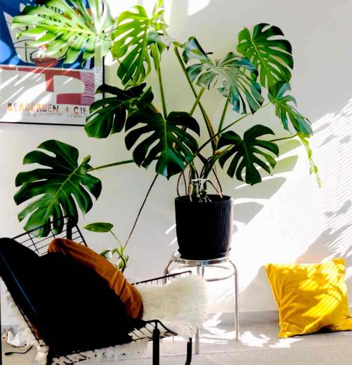 Senang bertemu dengan Anda! Ini mio.

Saya bekerja keras setiap hari untuk menciptakan ruang di mana saya dapat bersantai🙌🏻Foto pertama adalah foto Monstera, pohon simbol rumah kami yang telah tumbuh pesat dalam satu tahun📸
Kami juga ada di Instagram, jadi silakan datang dan temui kami di sana juga ☺️

#Monstera #Pohonsimbol #Bauhaus #Furnitur IKEA #Sewa Ruang Tamu #SewaInterior #TanamanInterior #Tanaman Hias #PajanganInterior #AksesorisInterior #BendaInterior #Seni #Interior #IKEA #IKEA