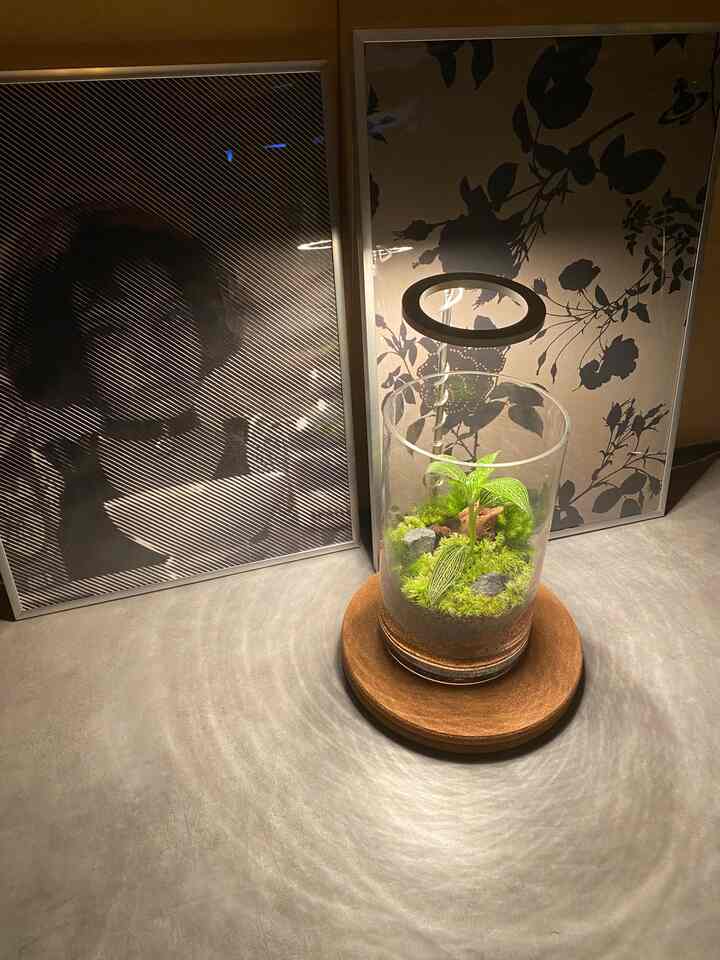 ジュエルオーキットと一緒に苔テラリウム作ってみました。
右のポスターはVivienne Westwoodの壁紙を縁に
左は映画LEONのナタリー・ポートマンです。🫶

#北欧 #北欧スタイル #観葉植物 #テラリウム
#ポスター #壁紙