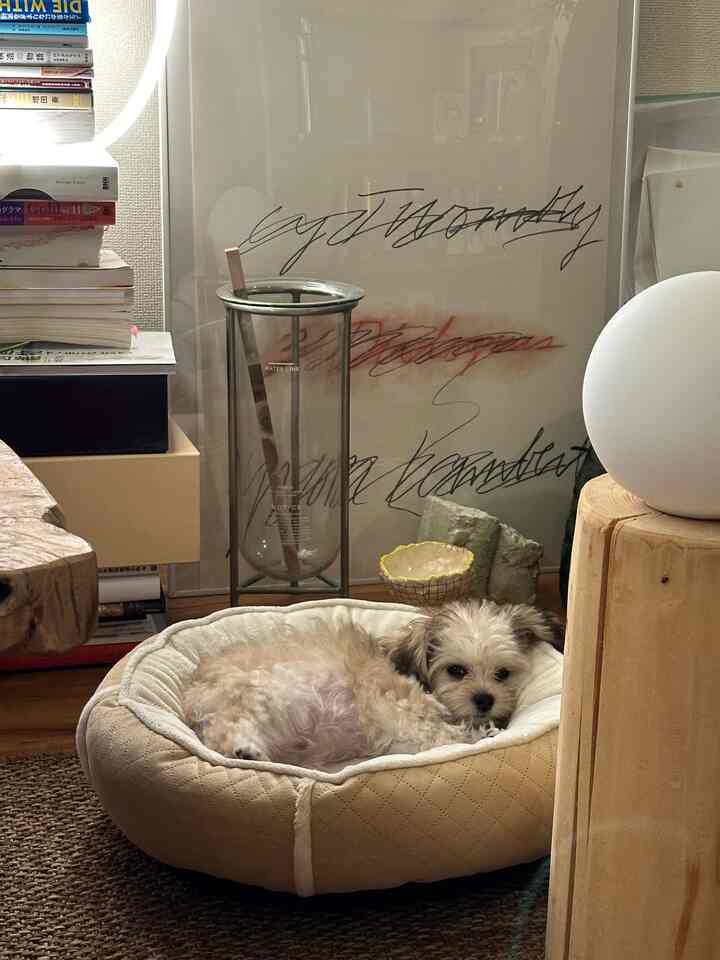 ナチュラルトーンのリビング、ベージュのペットベッドとブラウンのラグが置かれ、小さな犬がくつろいでいる雰囲気のあるインテリア