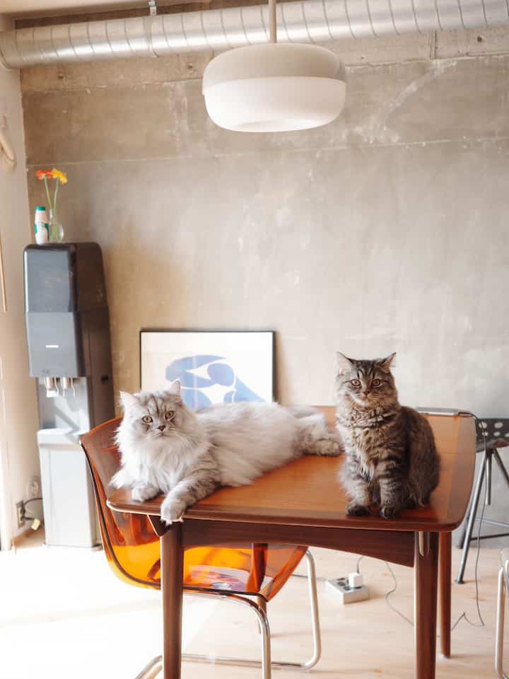 明るい木目調とコンクリート壁が調和したダイニング、透明なオレンジの椅子とヴィンテージ風のダイニングテーブルの上に座る2匹の猫がいる雰囲気のあるインテリア