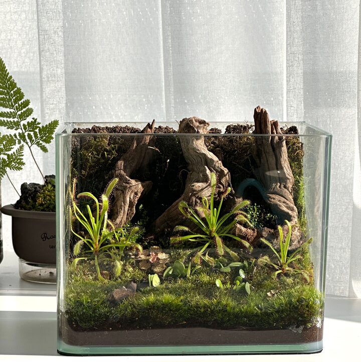 short form carousel card thumbnail