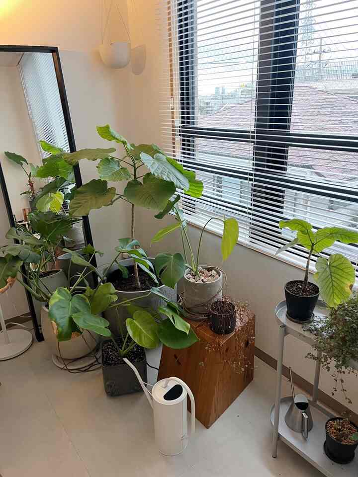 植物コーナー🪴
増殖させる系が多いから種類が同じ植物が多い笑


#緑のインテリア #一人暮らし #一人暮らし部屋 
#IKEA #IKEA家具 #イケア 