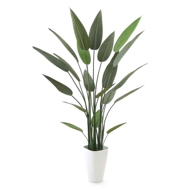 ストレリチア レギネ フェイクグリーン 観葉植物