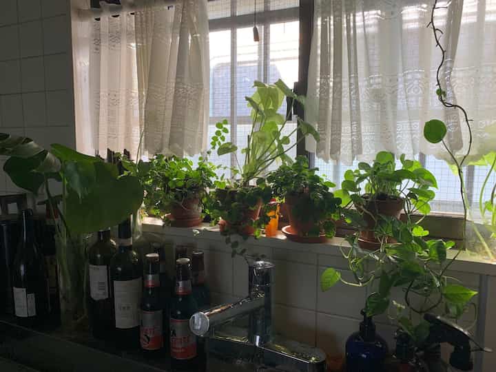 キッチンの小窓だけ植物で埋め尽くす🪴
#アパートメント　#アパルトマン