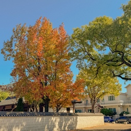 언제 지나갈지 모르는 가을 🍂
흠뻑 물든 가을, 너무 예뻐서 찍을 수 밖에 없었던 ,, 🧡
저는 선선한 바람이 부는 가을이 너무 좋아요 )(
예쁜 가을 같이 보고싶어서 올려봐요 :) 
가을 힐링하고 가세요 ⸜❤︎⸝‍ 
#가을 #가을맞이 #가을무드 #일상 #일상공유 #일상기록 #신혼부부 #신혼일상 #맞팔 #선팔 #소통 #맞팔해요 #선팔환영 #맞팔환영 #선팔맞팔 #소통해요 #소통환영 #홈데코 #인테리어 #외출 #단풍 #단풍뷰 #나무 #나무뷰 #ftc11기이야기 