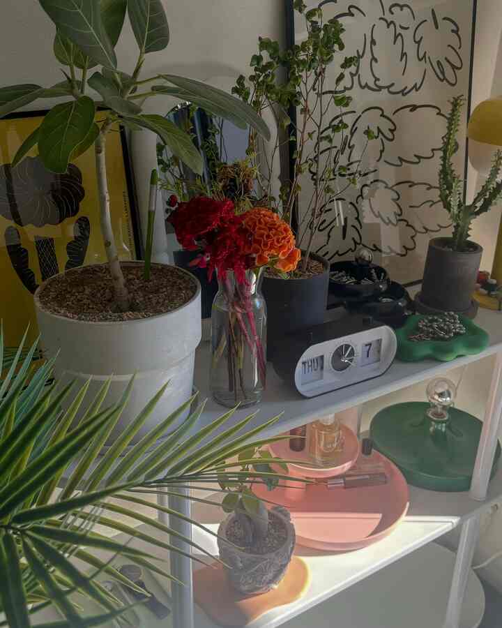 さすがにもう寒いか！となって
外出ししてた植物を中に入れたら
好きなもの置き場が山盛りに😂🌿

立てかけてた鏡も見えなくなっちゃったから
もう少し置き場を考えないとな〜💭

#ディスプレイラック #観葉植物 #好きなもの置き場 #1K #一人暮らし 