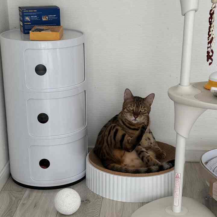 白とナチュラルカラーの調和した空間で、キャットスクラッチャーでくつろぐ猫が配置された印象的なインテリア。