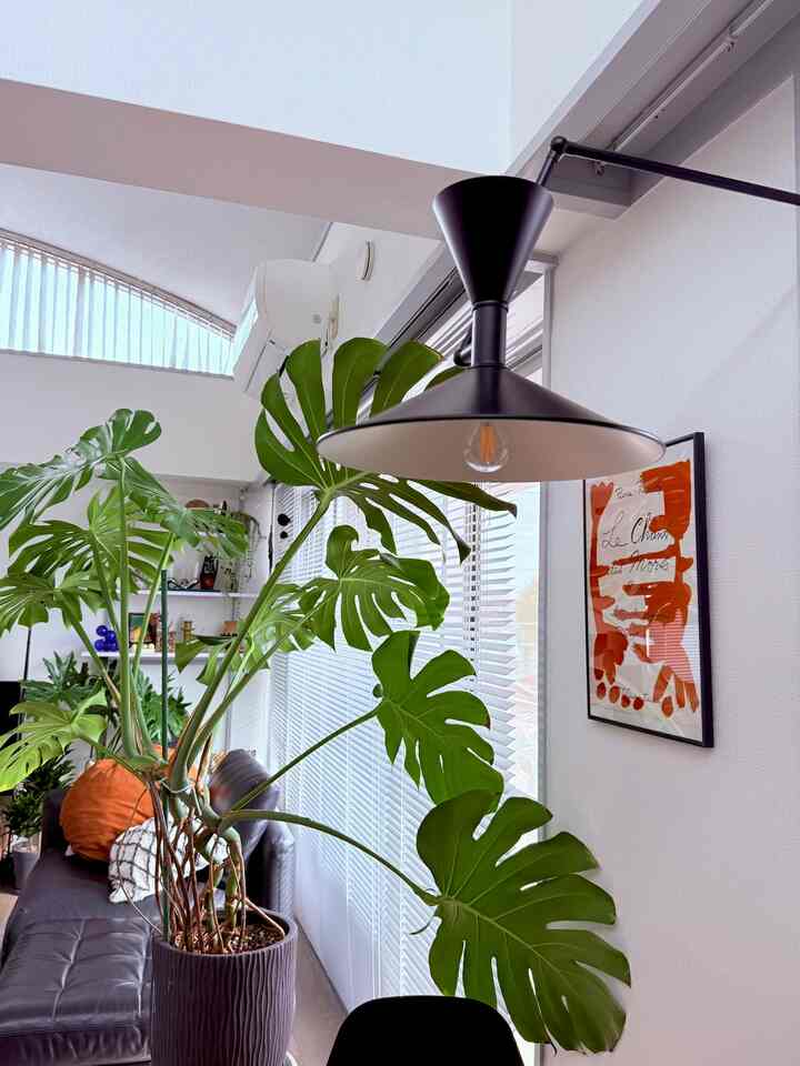 🍂Autumn Vibes🍂

①Monstera sunbathing while at home🌿
I also like the interior from this angle☺️

②Osmanthus scent of APFR, only available in autumn🌼
One stick is too long, so I fold it in half and use it☺️
#AutumnInterior #賃貸インテリア #観葉植物 #モンステラ #お香　#APFR