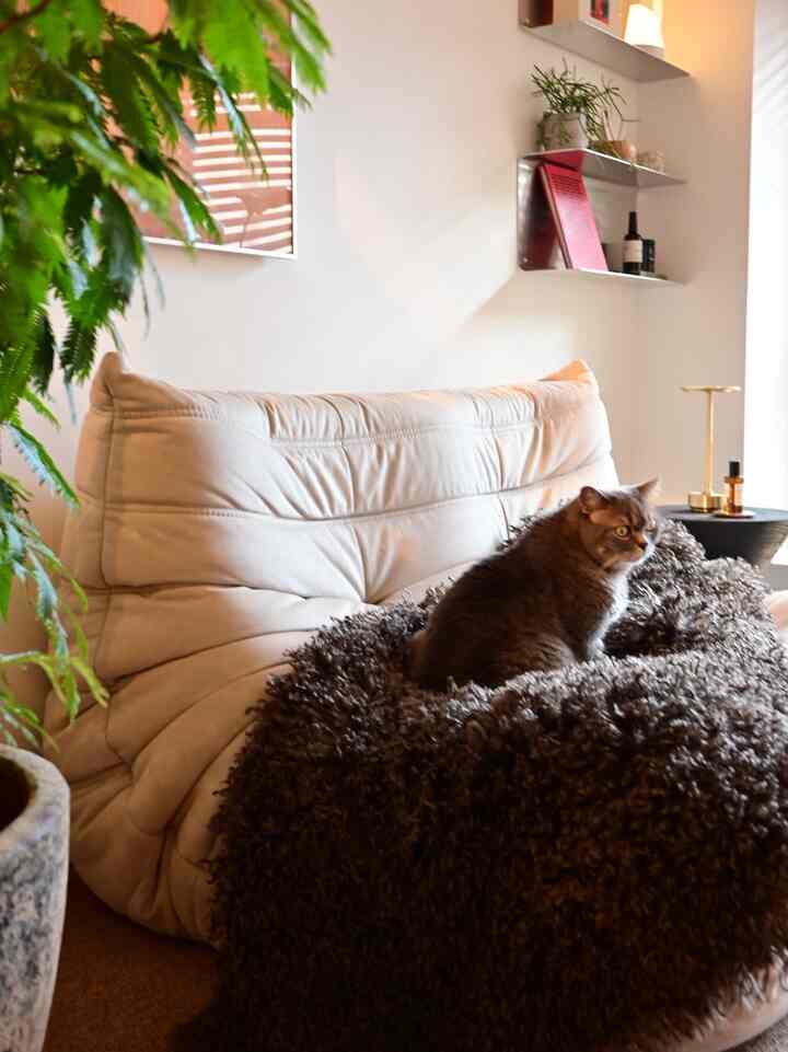Natural-tone living room featuring beige sofa with dark brown fluffy blanket and a cat, creating a cozy atmosphere