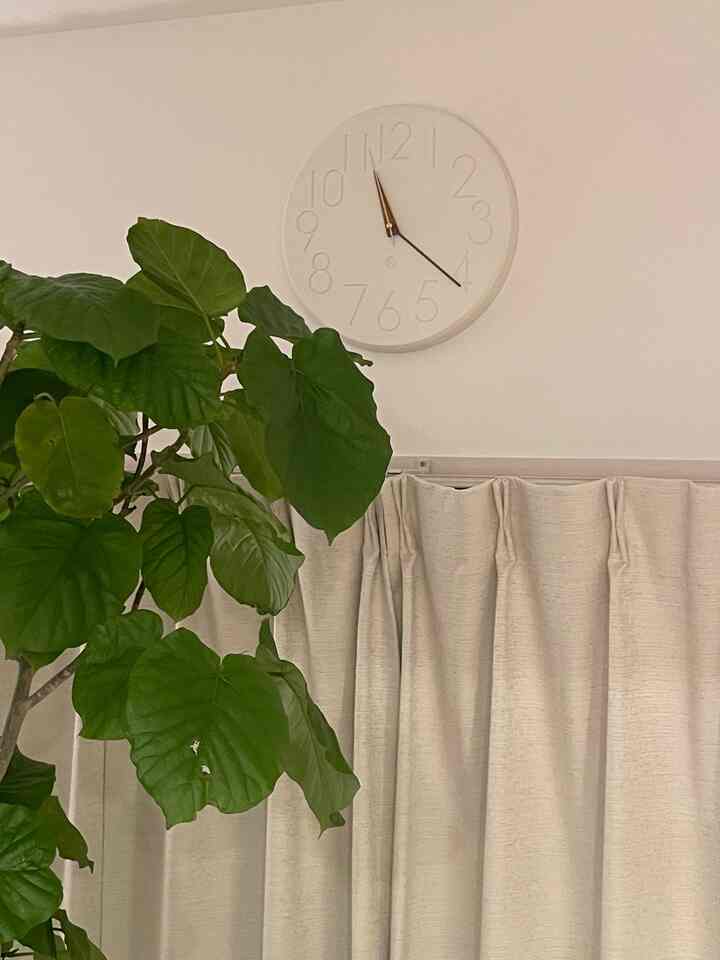 #時計
#観葉植物
#ウンベラータ
#夜時間