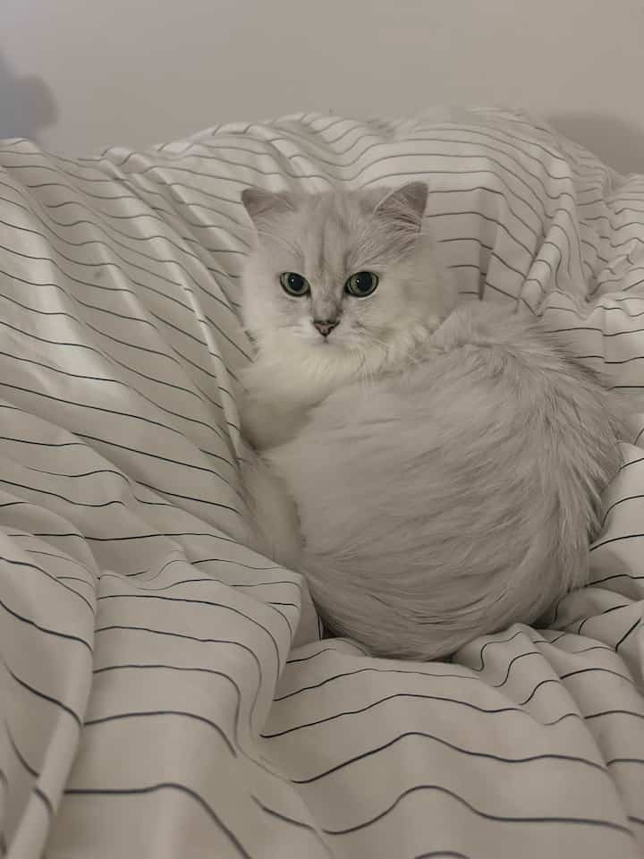 白い細い縞模様の掛け布団カバーの上に座っている灰色がかった白い毛の猫がいる、雰囲気のある寝室