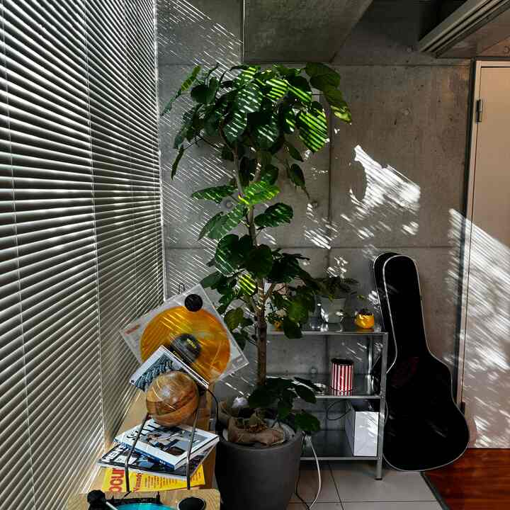 Natural-toned small room with concrete walls and wood flooring featuring a large houseplant and decorative shelves