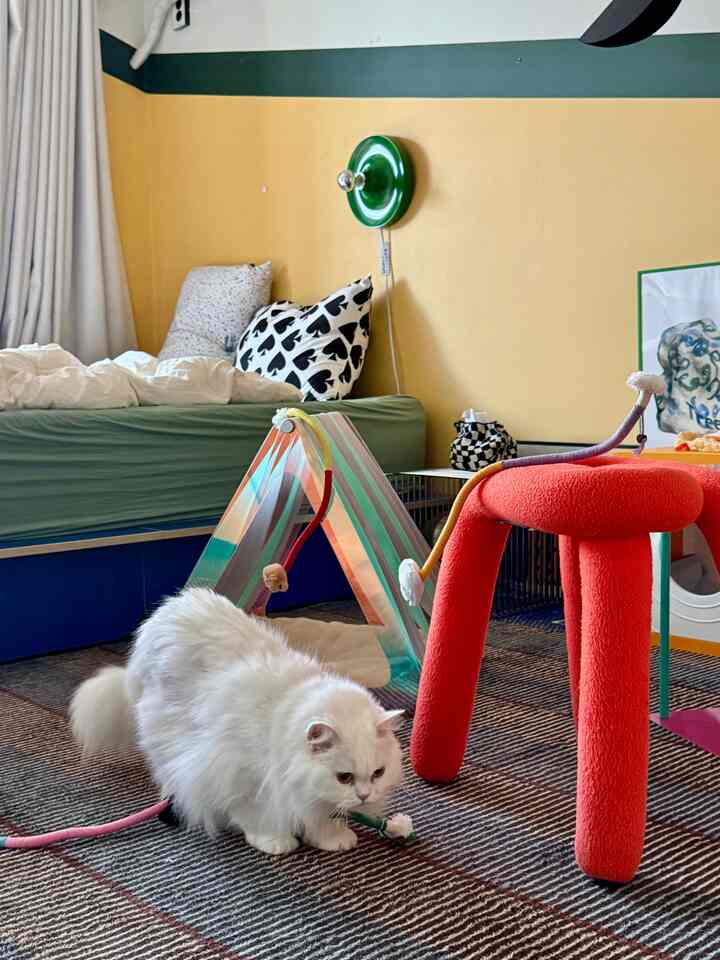 黄色い壁と緑のベッドがある寝室、白い猫がカラフルなペットハウスとおもちゃのそばで遊ぶ自然な雰囲気のあるインテリア