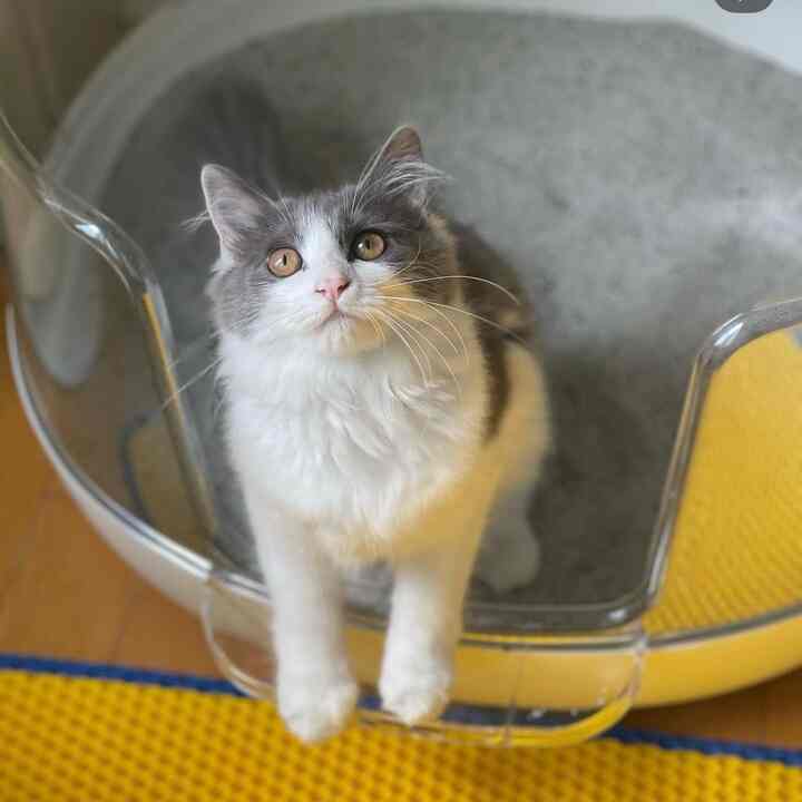 #猫 #cat #ニャンスターグラム #catstagram #キャットスターグラム
＃ペットの墓＃ニャンニ＃執事＃猫のスターグラム