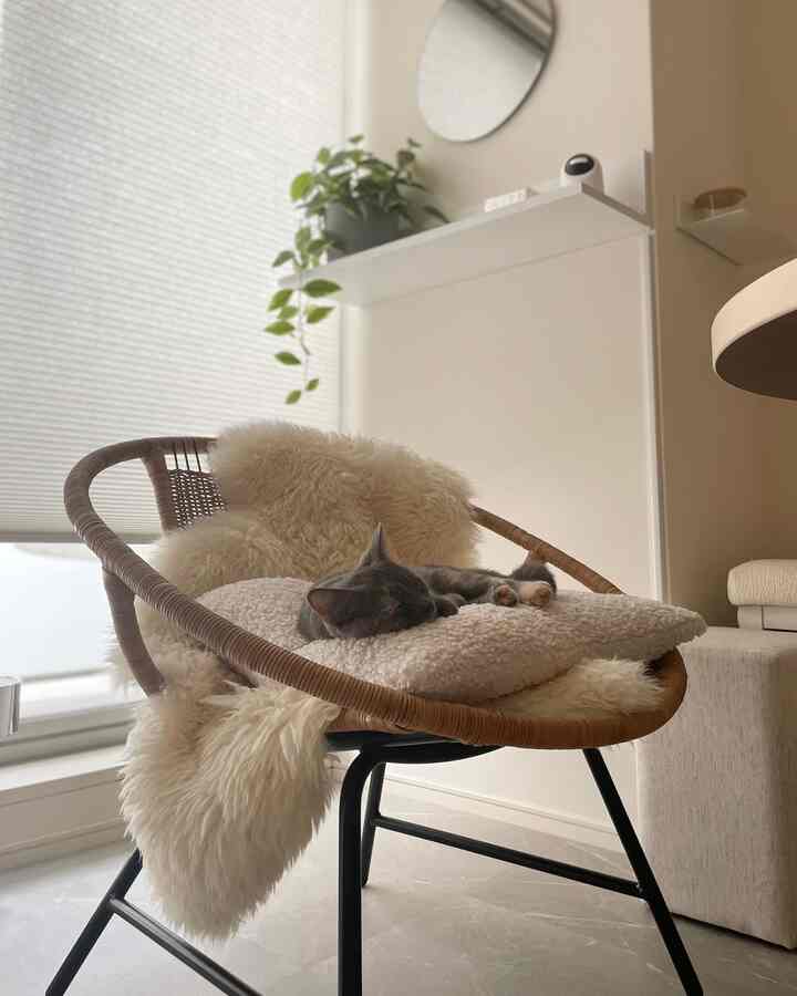 暖かいホワイトとナチュラルカラーのリビング、ラタンチェアに柔らかいクッションと猫がくつろぐ雰囲気のあるインテリア