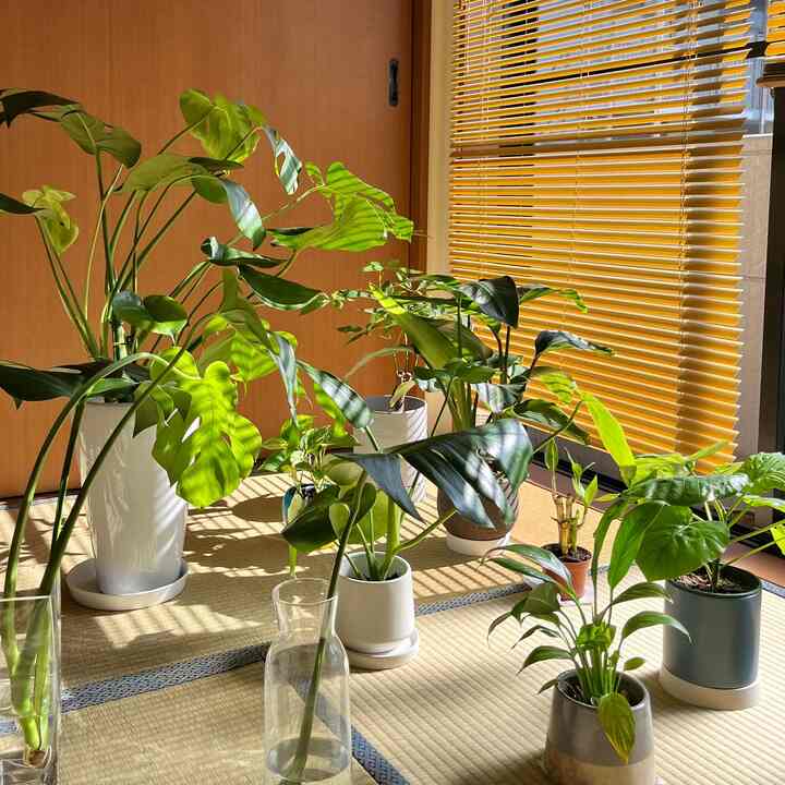 7:00〜10:30☀️🪴
和室で植物に日光浴をさせています。

#植物インテリア #植物のある生活 #観葉植物 #和室 #賃貸 #賃貸暮らし #interior #plants #indoorplants #myroom