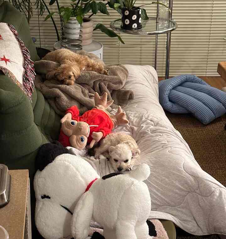 Natural brown and white toned living room featuring a green sofa with two dogs and cozy accessories creating a warm atmosphere