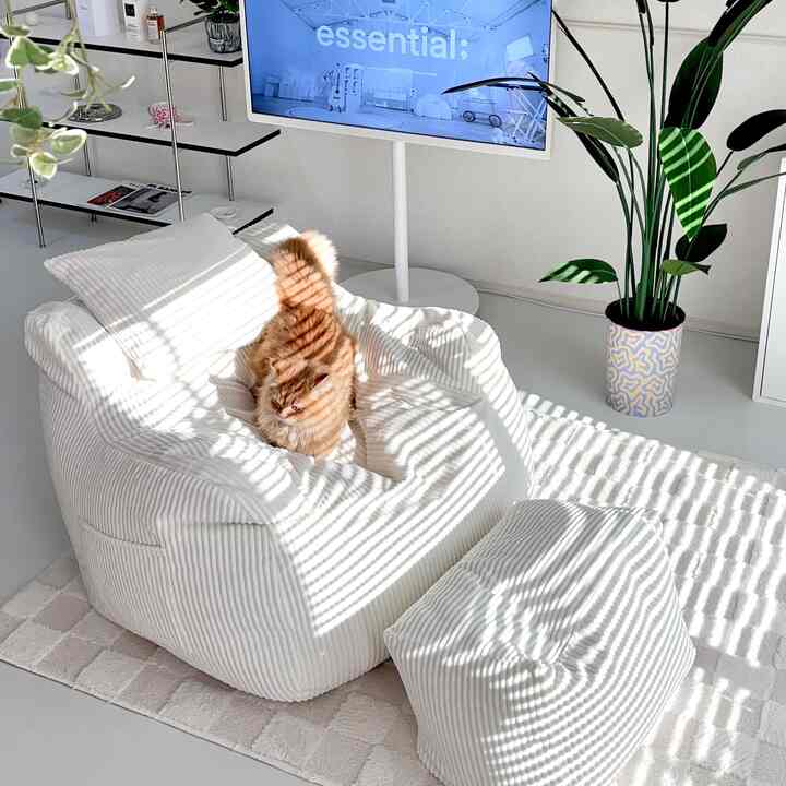 明るい白色トーンのリビング、中央に白いビーズクッションソファと猫、右側に大きな緑色の植物が配置されたシンプルなインテリア